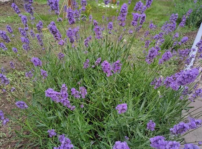 Steli's House 別荘